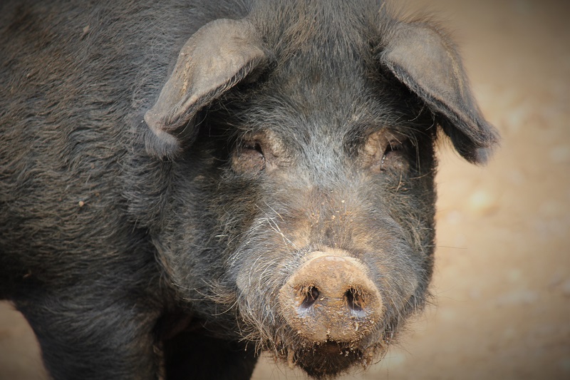 porc noir Gascon ferme-auberge Les Chênes